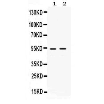 HSF4 Antibody - HSF4 antibody Western blot. All lanes: Anti HSF4 at 0.5 ug/ml. Lane 1: HELA Whole Cell Lysate at 40 ug. Lane 2: MCF-7 Whole Cell Lysate at 40 ug. Predicted band size: 53 kD. Observed band size: 53 kD.