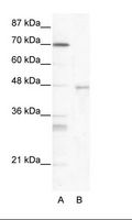 HSF4 Antibody - A: Marker, B: HepG2 Cell Lysate.  This image was taken for the unconjugated form of this product. Other forms have not been tested.