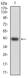 HSF4 Antibody - Western blot using HSF4 monoclonal antibody against human HSF4 (AA: 245-411) recombinant protein. (Expected MW is 42.9 kDa)