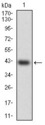 HSF4 Antibody - Western blot using HSF4 monoclonal antibody against human HSF4 (AA: 245-411) recombinant protein. (Expected MW is 42.9 kDa)