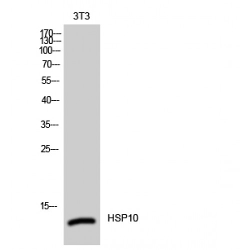 HSP10 / Cpn10 / Chaperonin 10 Antibody - Western blot of HSP10 antibody