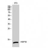 HSP10 / Cpn10 / Chaperonin 10 Antibody - Western blot of HSP10 antibody