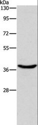 HSP40 Antibody - Western blot analysis of 293T cell, using DNAJB1 Polyclonal Antibody at dilution of 1:750.