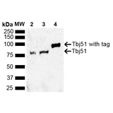 HSP40 Antibody - Western blot analysis of Trypanosoma brucei brucei cells showing detection of ~80 kDa Tbj51 protein using Rabbit Anti-Tbj51 Polyclonal Antibody. Lane 1: Molecular Weight Ladder (MW). Lane 2: Cells incubated for 1 hour at 37°C. Lane 3: Cells incubated for 1 hour at 42°C. Lane 4: Purified recombinant Tbj51 in E. coli. Load: 15 µg. Block: 5% Skim Milk in 1X TBST. Primary Antibody: Rabbit Anti-Tbj51 Polyclonal Antibody  at 1:1000 for 2 hours at RT. Secondary Antibody: Goat Anti-Rabbit IgG: HRP at 1:3000 for 1 hour at RT. Color Development: ECL solution for 5 min at RT. Predicted/Observed Size: ~80 kDa.