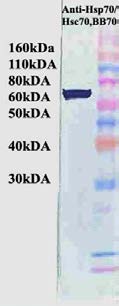 HSP70/73 Antibody - Detection of Hsp70 in HeLa cell lysate.