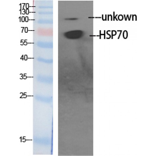 HSP70 / Heat Shock Protein 70 Antibody - Western blot of HSP70 antibody
