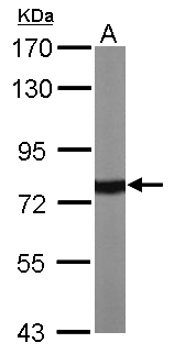 HSP70 / Heat Shock Protein 70 Antibody - Sample (50 ug of whole cell lysate). A: Mouse brain. 7.5% SDS PAGE. HSP70 / Heat Shock Protein 70 antibody diluted at 1:10000.