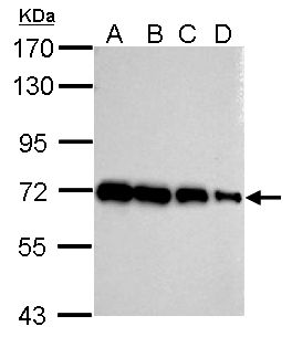 HSP70 / Heat Shock Protein 70 Antibody - Sample (whole cell lysate). A:293T 20 ug, B:293T 10 ug, C:293T 5 ug, D:293T 1 ug. 7.5% SDS PAGE. HSP70 / Heat Shock Protein 70 antibody diluted at 1:10000.