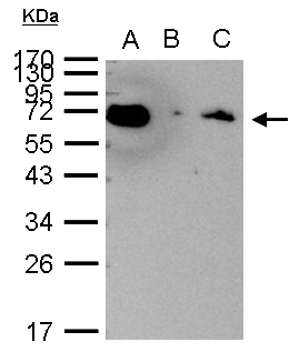 HSP70 / Heat Shock Protein 70 Antibody - HSP70 1A antibody immunoprecipitates HSP70 1A protein in IP experiments. IP Sample:1000 ug HeLa whole cell lysate/extract A. 40 ug HeLa whole cell lysate/extract B. Control with 2.5 ug of preimmune rabbit IgG C. Immunoprecipitation of HSP70 1A protein by 2.5 ug of HSP70 1A antibody 12% SDS-PAGE The immunoprecipitated HSP70 1A protein was detected by HSP70 1A antibody diluted at 1:1000. EasyBlot anti-rabbit IgG (anti-rabbit IgG (HRP) -01) was used as a secondary reagent.