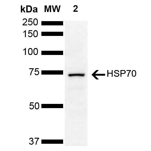 HSP70 / Heat Shock Protein 70 Antibody - Western blot analysis of Human Cervical cancer cell line (HeLa) lysate showing detection of ~70 kDa HSP70 protein using Llama Anti-HSP70 Polyclonal Antibody. Lane 1: Molecular Weight Ladder (MW). Lane 2: Cervical Cancer cell line (HeLa) lysate. Load: 10 µg. Block: 5% Skim Milk in 1X TBST. Primary Antibody: Llama Anti-HSP70 Polyclonal Antibody  at 1:1000 for 2 hours at RT. Secondary Antibody: Goat Anti-Llama HRP:IgG at 1:3000 for 1 hour at RT. Color Development: ECL solution for 5 min at RT. Predicted/Observed Size: ~70 kDa.