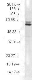 HSP70 / Heat Shock Protein 70 Antibody - Hsp70 (2A4), Rat tissue lysate.  This image was taken for the unconjugated form of this product. Other forms have not been tested.