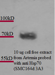 HSP70 / Heat Shock Protein 70 Antibody - Hsp70 (3A3), Artemia franciscanna.  This image was taken for the unconjugated form of this product. Other forms have not been tested.