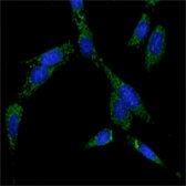 HSP70 / Heat Shock Protein 70 Antibody - Immunofluorescence of NIH/3T3 cells using HSP70 mouse mAb (green). Blue: DRAQ5 fluorescent DNA dye.
