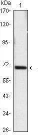 HSP70 / Heat Shock Protein 70 Antibody - Western blot of HSP70 mouse mAb against HeLa (1) cell lysate.