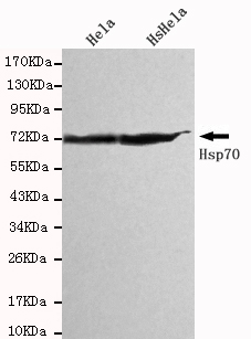 HSP70 / Heat Shock Protein 70 Antibody - Western blot detection of HSPA1A in HeLa cell lysates using HSPA1A antibody (1:1000 diluted).