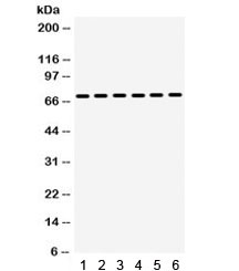 HSP70 / Heat Shock Protein 70 Antibody