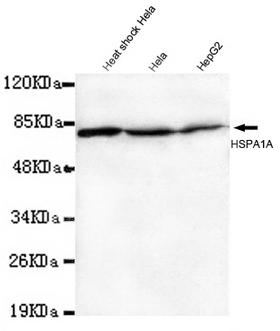 HSP70 / Heat Shock Protein 70 Antibody - HSPA1A(N-terminus) antibody at 1/1000 dilution Lane1: Heat shcok HeLa cell lysate 40 ug/Lane Lane2: HeLa cell lysate 40 ug/Lane Lane3:HepG2 cell lysate 40 ug/Lane.