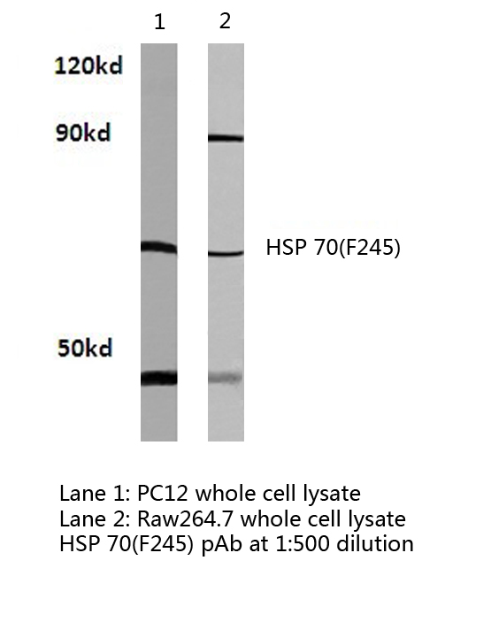 HSP70 / Heat Shock Protein 70 Antibody - Western blot of HSP 70 (F245) pAb in extracts from PC12 and raw264.7 cells.