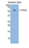 HSP70L1 / HSPA14 Antibody - Western blot of recombinant HSP70L1 / HSPA14.  This image was taken for the unconjugated form of this product. Other forms have not been tested.