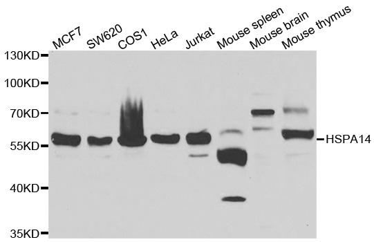 HSP70L1 / HSPA14 Antibody - Western blot analysis of extracts of various cell lines.