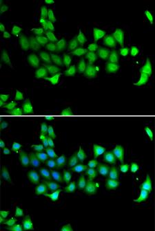 HSP70L1 / HSPA14 Antibody - Immunofluorescence analysis of A549 cells.