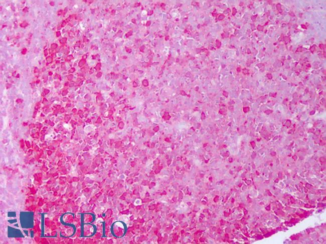 HSP90 Alpha+Beta Antibody - Anti-HSP90 antibody IHC of human tonsil, germinal center. Immunohistochemistry of formalin-fixed, paraffin-embedded tissue after heat-induced antigen retrieval. Antibody concentration 10 ug/ml.  This image was taken for the unconjugated form of this product. Other forms have not been tested.