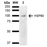HSP90 Alpha+Beta Antibody - Western blot analysis of Human Cervical cancer cell line (HeLa) lysate showing detection of ~90 kDa HSP90 alpha/beta protein using Llama Anti-HSP90 alpha/beta Polyclonal Antibody. Lane 1: Molecular Weight Ladder (MW). Lane 2: Cervical Cancer cell line (HeLa) lysate. Load: 10 µg. Block: 5% Skim Milk in 1X TBST. Primary Antibody: Llama Anti-HSP90 alpha/beta Polyclonal Antibody  at 1:1000 for 2 hours at RT. Secondary Antibody: Goat Anti-Llama HRP:IgG at 1:3000 for 1 hour at RT. Color Development: ECL solution for 5 min at RT. Predicted/Observed Size: ~90 kDa.