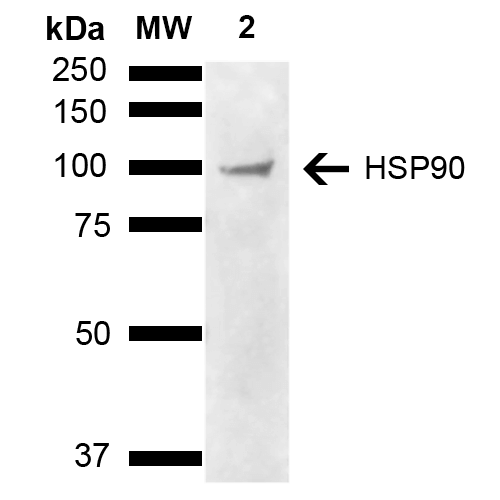 HSP90 Alpha+Beta Antibody - Western blot analysis of Human Cervical cancer cell line (HeLa) lysate showing detection of ~90 kDa HSP90 alpha/beta protein using Llama Anti-HSP90 alpha/beta Polyclonal Antibody. Lane 1: Molecular Weight Ladder (MW). Lane 2: Cervical Cancer cell line (HeLa) lysate. Load: 10 µg. Block: 5% Skim Milk in 1X TBST. Primary Antibody: Llama Anti-HSP90 alpha/beta Polyclonal Antibody  at 1:1000 for 2 hours at RT. Secondary Antibody: Goat Anti-Llama HRP:IgG at 1:3000 for 1 hour at RT. Color Development: ECL solution for 5 min at RT. Predicted/Observed Size: ~90 kDa.