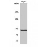 HSP90 Beta Antibody - Western blot of Phospho-HSP90beta (S254) antibody