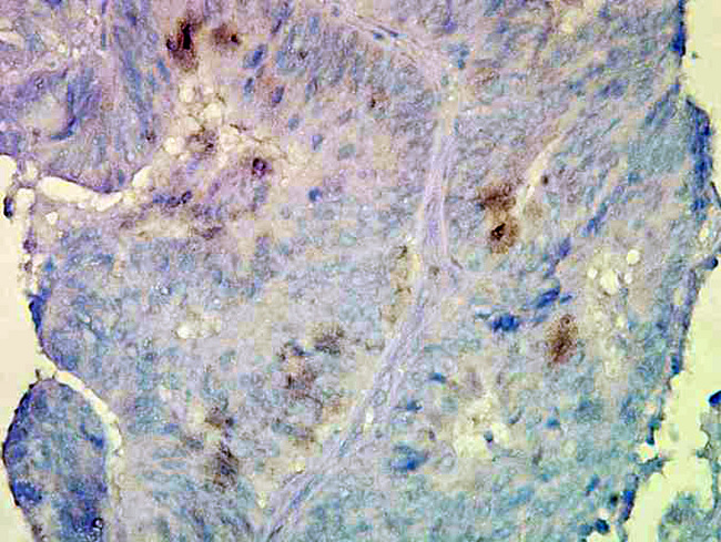 HSP90 Beta Antibody - Hsp90beta, Mouse colon.  This image was taken for the unconjugated form of this product. Other forms have not been tested.