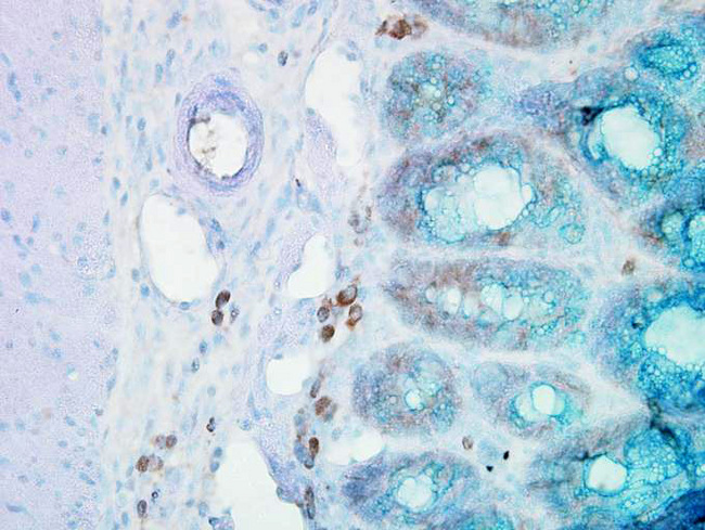 HSP90 Beta Antibody - Hsp90beta, Mouse colon.  This image was taken for the unconjugated form of this product. Other forms have not been tested.