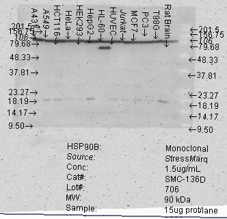 HSP90 Beta Antibody - Hsp90beta, Cell lines.  This image was taken for the unconjugated form of this product. Other forms have not been tested.