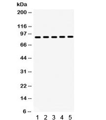 HSP90 Beta Antibody