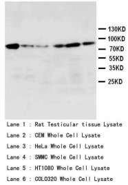 HSP90 / Heat Shock Protein 90 Antibody -  This image was taken for the unconjugated form of this product. Other forms have not been tested.