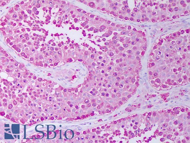 HSP90 / Heat Shock Protein 90 Antibody - Anti-HSP90 / Heat Shock Protein 90 antibody IHC of human testis, seminiferous ducts. Immunohistochemistry of formalin-fixed, paraffin-embedded tissue after heat-induced antigen retrieval. Antibody concentration 10 ug/ml.  This image was taken for the unconjugated form of this product. Other forms have not been tested.