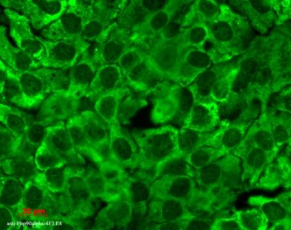 HSP90 / Heat Shock Protein 90 Antibody - Hsp90Total (4F3. E8), Human keratinocyte line HaCat.  This image was taken for the unconjugated form of this product. Other forms have not been tested.