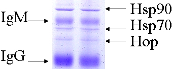HSP90 / Heat Shock Protein 90 Antibody - Hsp90 complex (8D3) isolation; IP (rabbit reticulocyte lysate) SDS-PAGE Coomassie.  This image was taken for the unconjugated form of this product. Other forms have not been tested.