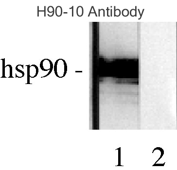 HSP90 / Heat Shock Protein 90 Antibody - Hsp90, Rabbit reticulocyte lysate.  This image was taken for the unconjugated form of this product. Other forms have not been tested.