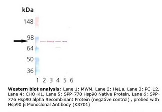 HSP90 / Heat Shock Protein 90 Antibody