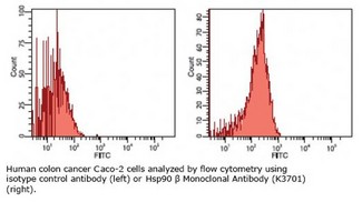 HSP90 / Heat Shock Protein 90 Antibody