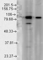 HSP90 / Heat Shock Protein 90 Antibody - Western blot analysis of Hsp90 -lane1-hsp90alpha-lane2-hsp90beta- showing Hsp90 specificity.