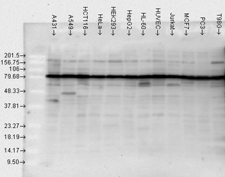 HSP90 / Heat Shock Protein 90 Antibody - Western blot analysis of Hsp90 in various cell lines, using a 1:1000 dilution of HSP90 antibody.