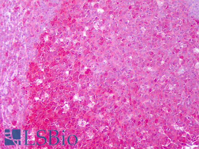 HSP90AA / HSP90 Alpha Antibody - Anti-HSP90AA / HSP90 Alpha antibody IHC of human tonsil, germinal center. Immunohistochemistry of formalin-fixed, paraffin-embedded tissue after heat-induced antigen retrieval. Antibody concentration 10 ug/ml.  This image was taken for the unconjugated form of this product. Other forms have not been tested.