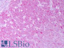 HSP90AA / HSP90 Alpha Antibody - Anti-HSP90AA / HSP90 Alpha antibody IHC of human tonsil, germinal center. Immunohistochemistry of formalin-fixed, paraffin-embedded tissue after heat-induced antigen retrieval. Antibody concentration 10 ug/ml.  This image was taken for the unconjugated form of this product. Other forms have not been tested.