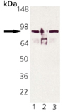 HSP90AA / HSP90 Alpha Antibody - Western blot of HSP90alpha monoclonal antibody-HRP: Lane 1: HSP90 Native Protein, Lane 2: HSP90alpha Recombinant Protein, Lane 3: HeLa Cell Lysate (Heat Shocked). This image was taken for the unconjugated form of this product. Other forms have not been tested.