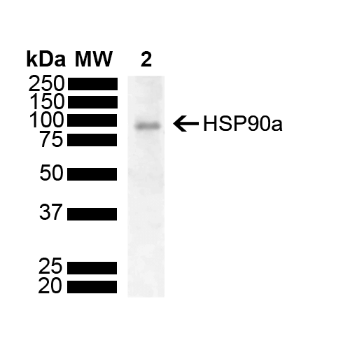 HSP90AA / HSP90 Alpha Antibody - Western Blot analysis of Human HeLa showing detection of 90 kda Hsp90 alpha protein using Mouse Anti-Hsp90 alpha Monoclonal Antibody, Clone M10E3R. Lane 1: Molecular Weight Ladder (MW). Lane 2: Hela (10ug). Block: 5% Skim Milk powder in TBST. Primary Antibody: Mouse Anti-Hsp90 alpha Monoclonal Antibody  at 1:1000 for 2 hours at RT with shaking. Secondary Antibody: Goat anti-mouse IgG:HRP at 1:4000 for 1 hour at RT with shaking. Color Development: ECL solution (Super Signal West Pico) for 5 min in RT. Predicted/Observed Size: 90 kda. Other Band(s):.