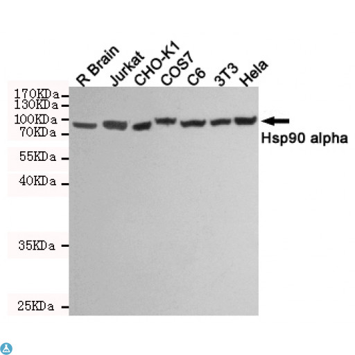 HSP90AA / HSP90 Alpha Antibody - Western blot detection of Hsp90 alpha in R Brain, Jurkat, CHO-K1, COS7, C6, 3T3 and Hela cell lysates using Hsp90 alpha mouse mAb (1:1000 diluted). Predicted band size: 90KDa. Observed band size: 90KDa.
