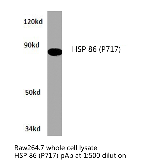 HSP90AA / HSP90 Alpha Antibody - Western blot of HSP90A/HSP86 (P717) pAb in extracts from raw264.7 cells.