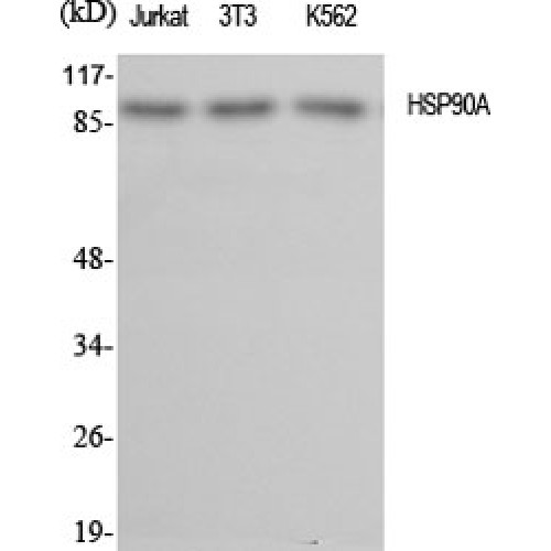 HSP90AA1 / Hsp90 Alpha A1 Antibody - Western blot of HSP90A antibody