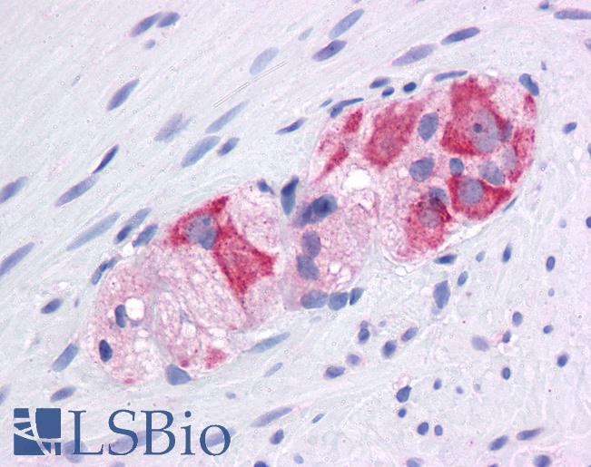 HSP90AA1 / Hsp90 Alpha A1 Antibody - Anti-HSP90AA1 / Hsp90 antibody IHC of human colon, myenteric plexus. Immunohistochemistry of formalin-fixed, paraffin-embedded tissue after heat-induced antigen retrieval. Antibody concentration 5 ug/ml.  This image was taken for the unconjugated form of this product. Other forms have not been tested.